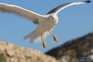 La Stagione Estiva 2017 è trascorsa in grande 17 14124362 10208377597370450 6580443546312286014 o