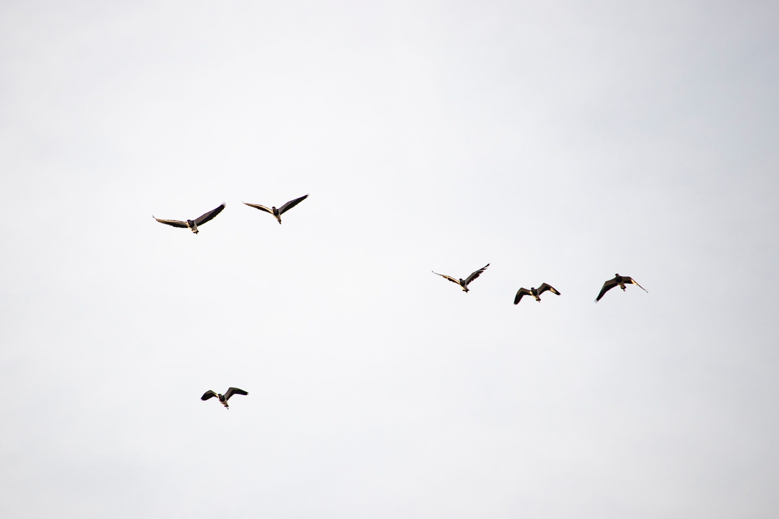 Birdwatching a Lampedusa 1 Birdwatching a Lampedusa 1 scaled