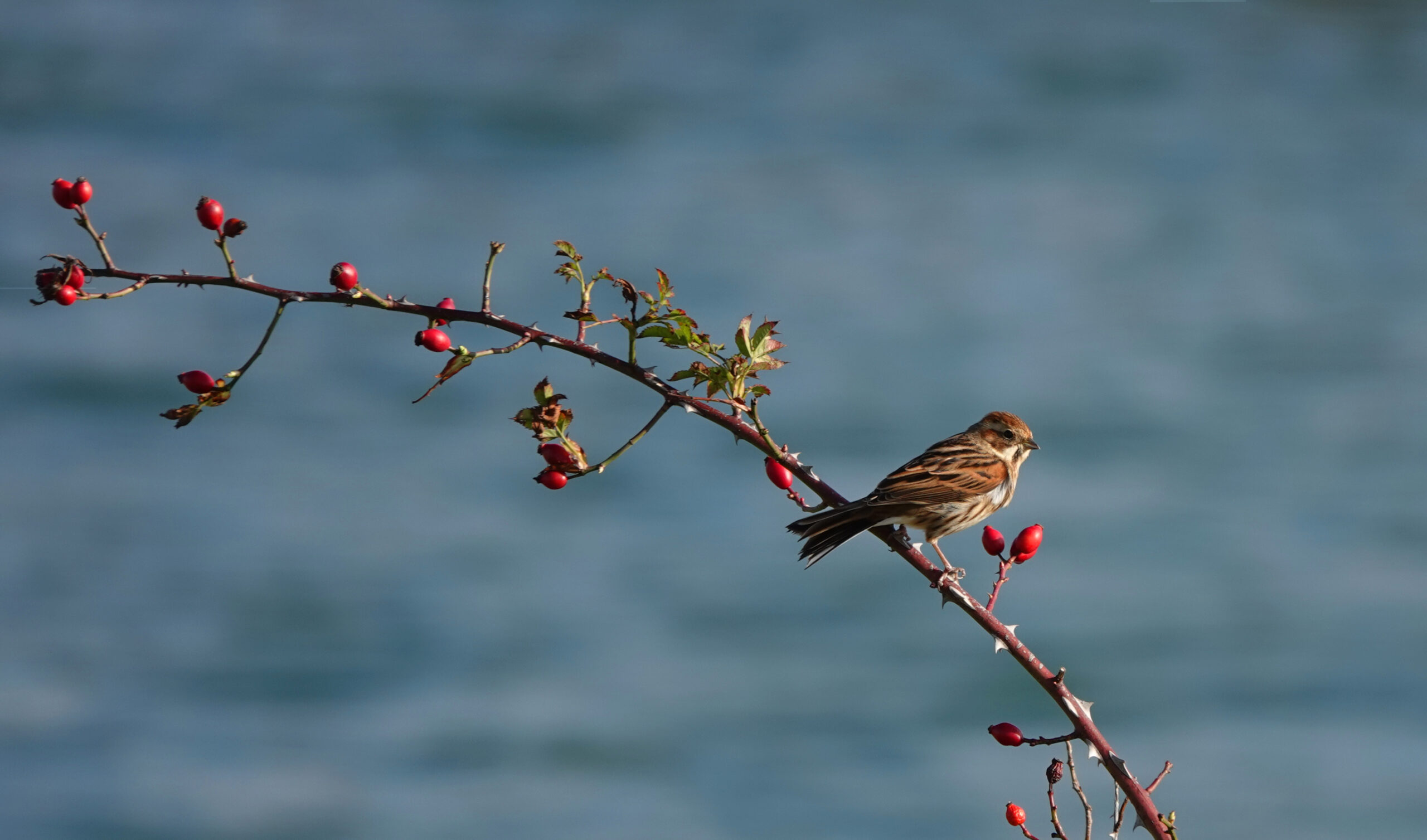 Birdwatching a Lampedusa 2 Birdwatching a Lampedusa 2 scaled