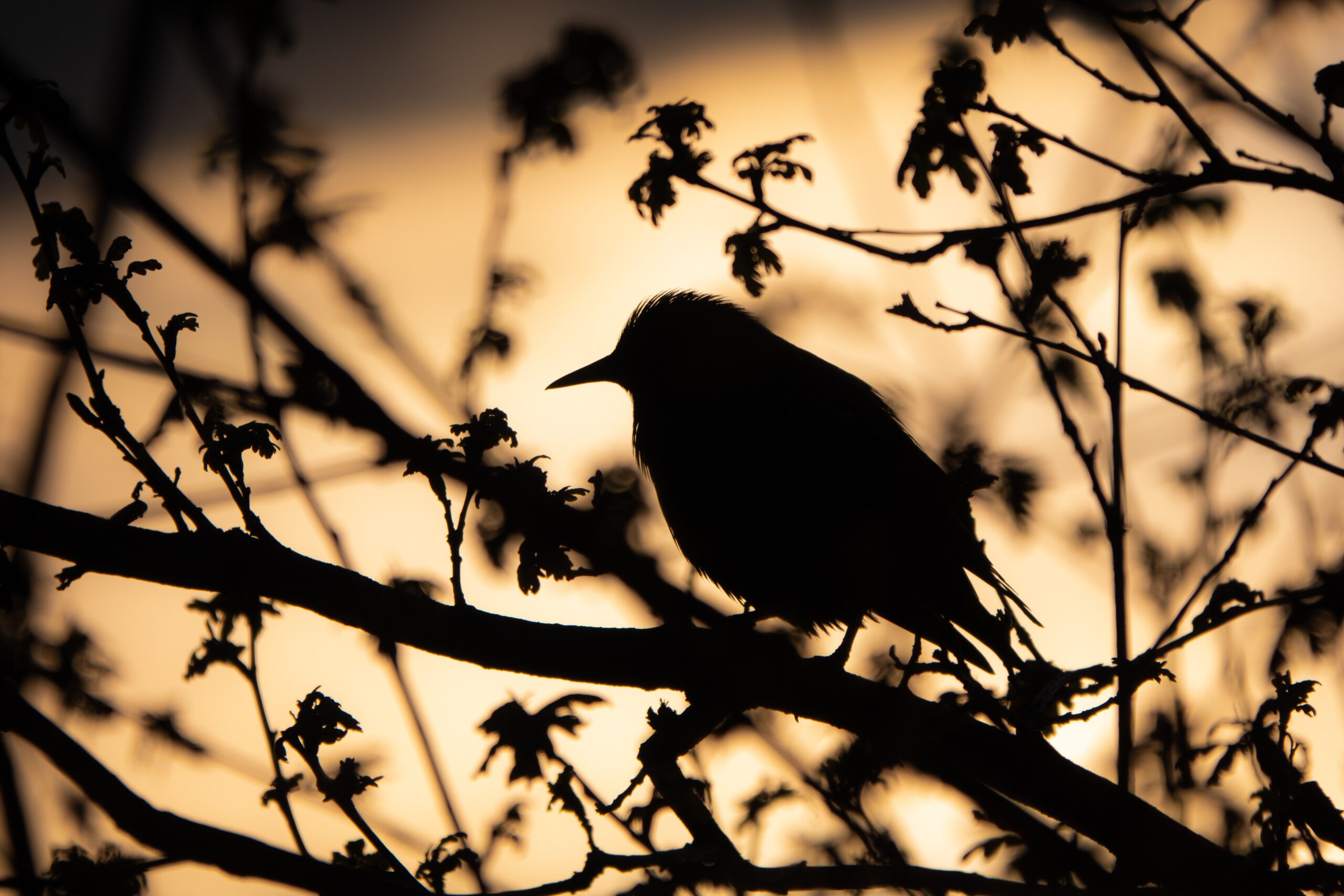 Birdwatching a Lampedusa 4 Birdwatching a Lampedusa 4 scaled