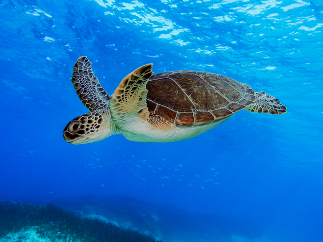 Tartarughe Caretta caretta a Lampedusa: cosa sapere davvero sui nidi 1 Caretta caretta a Lampedusa