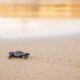 le tartarughe caretta caretta