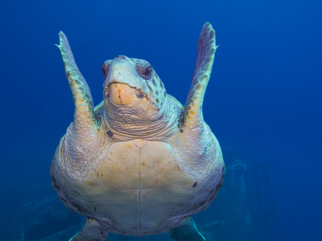 Caretta caretta