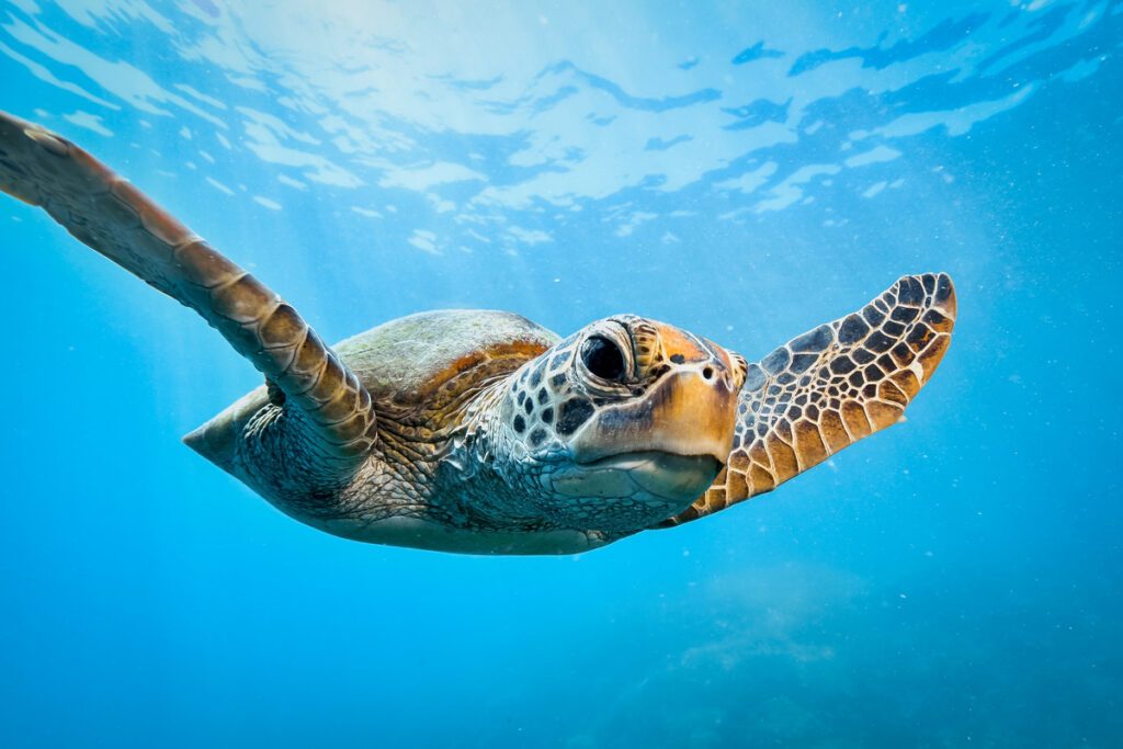 Tartarughe Caretta caretta a Lampedusa: cosa sapere davvero sui nidi 13 Caretta caretta a Lampedusa