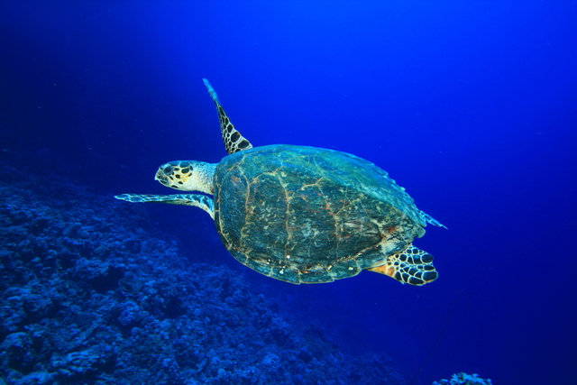 Tartarughe Caretta caretta a Lampedusa: cosa sapere davvero sui nidi 2 Caretta caretta a Lampedusa