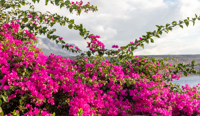 Perché l'equinozio di primavera segna la rinascita dell'isola 1 Equinozio di primavera