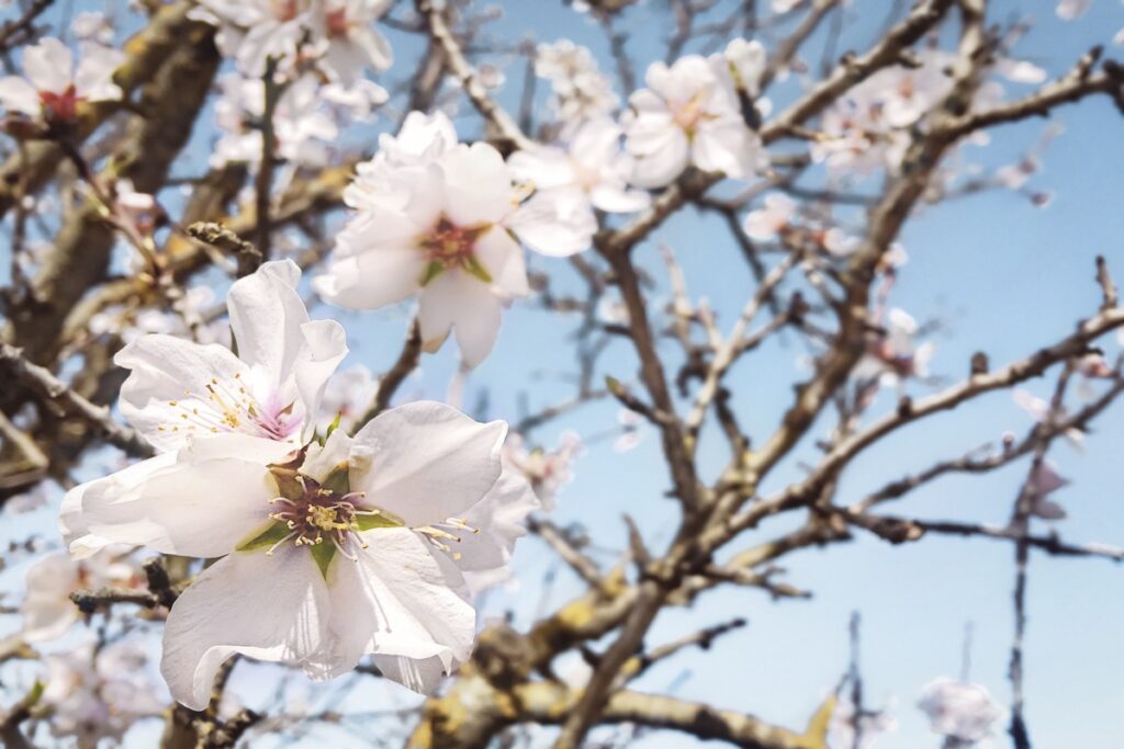mandorli a Lampedusa