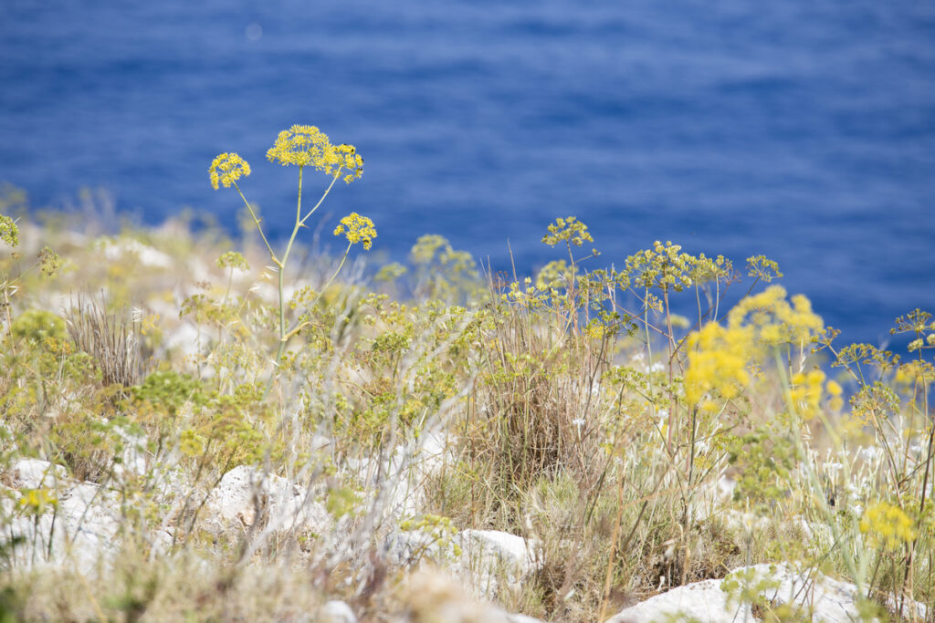 temperature primaverili di Lampedusa