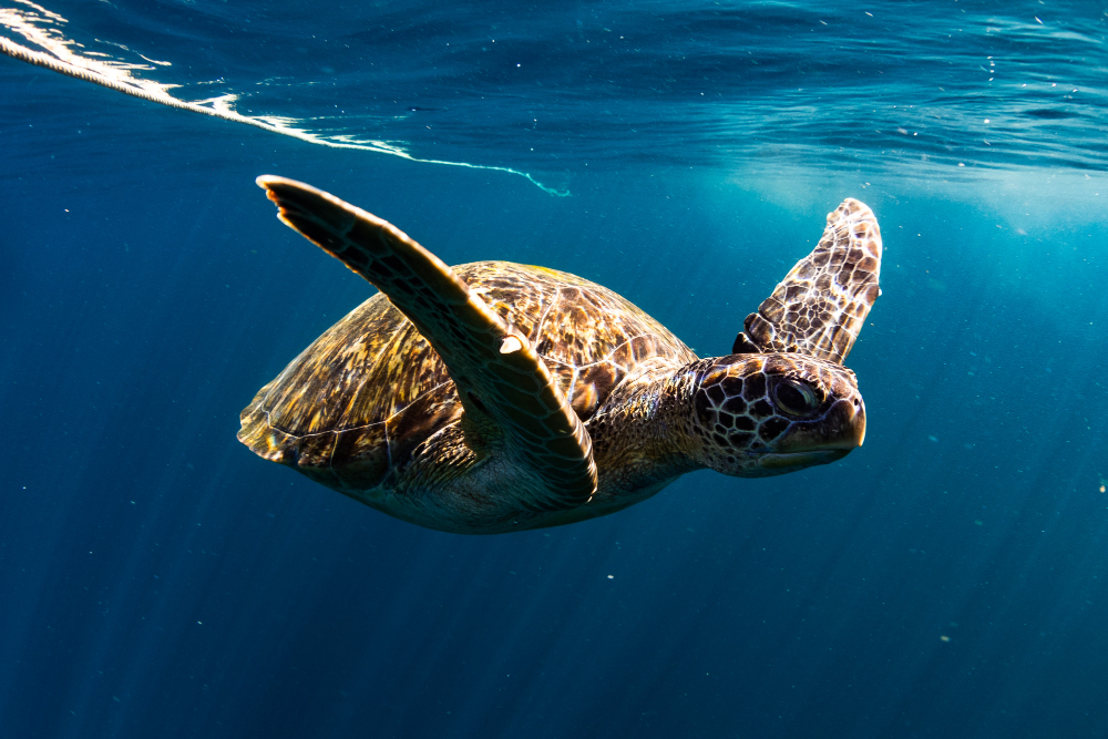 turtle swim blue sea